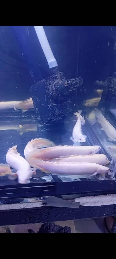 Albino senegal bichirs and blackberry dollar