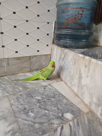 Talking parrots and hand tame