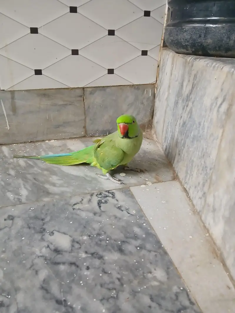 Talking parrots and hand tame — photo 2