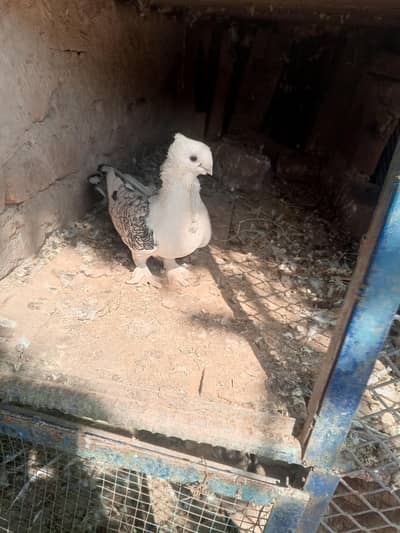 parrot noke