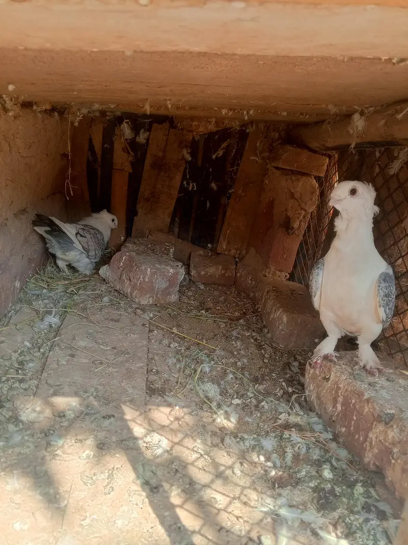 parrot noke — photo 2