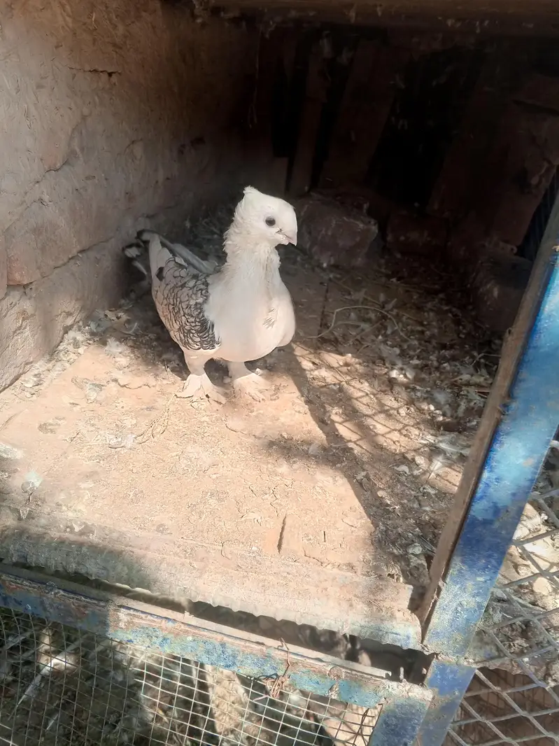 parrot noke — photo 3