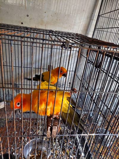 Sun Conure Pineapple Conure and Raw Parrot With Cages