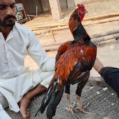 aseel murga