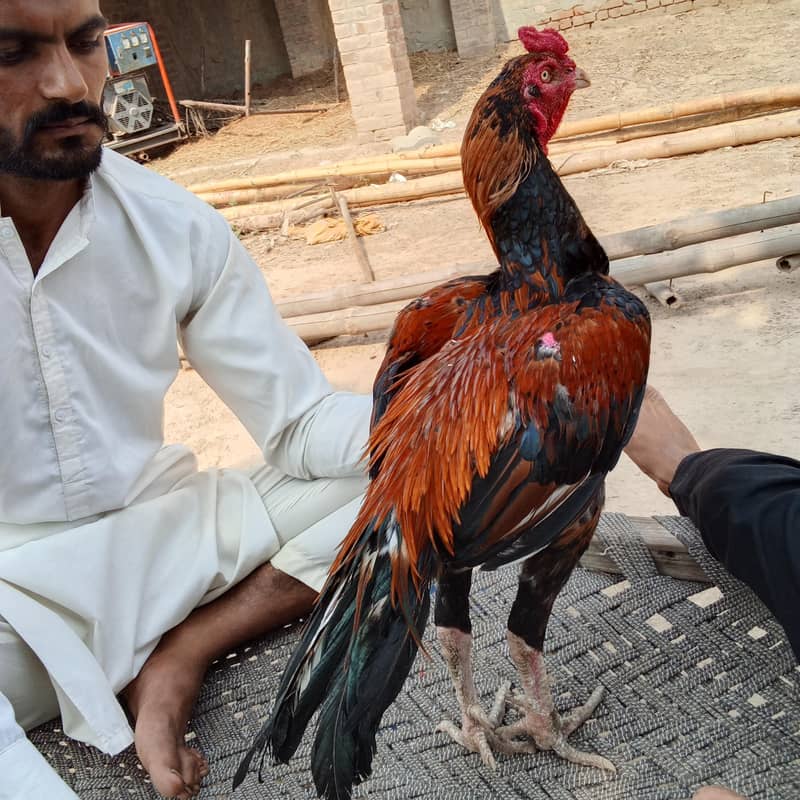 aseel murga 0