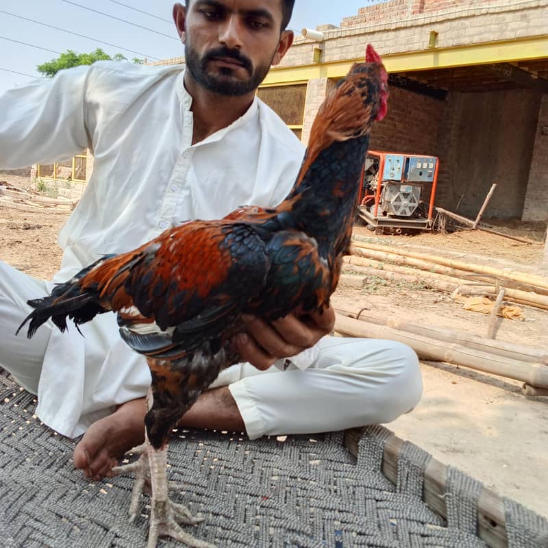aseel murga 4