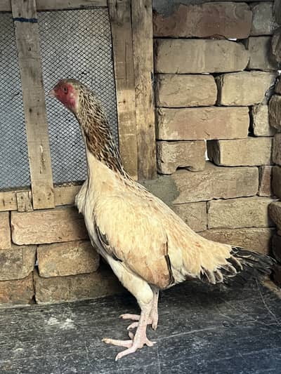 Aseel mian wali hen