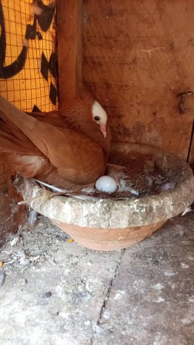 Breedar pair Available 0314 6741158