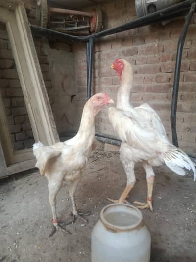 Shamo Aggs for sale
