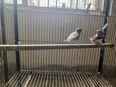 Zebra finch ready to bread male