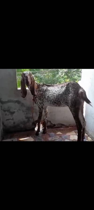 Makhi Cheeni Bakri For Sale