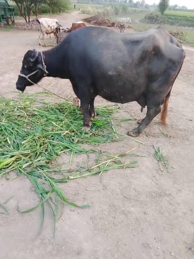Buffalo for sale
