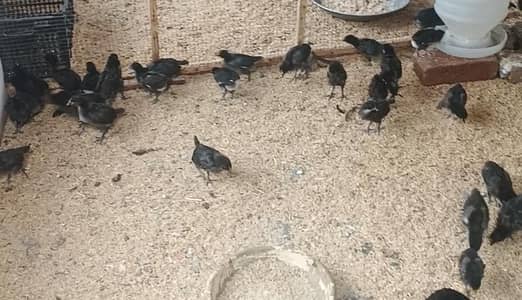 Australorp chicks