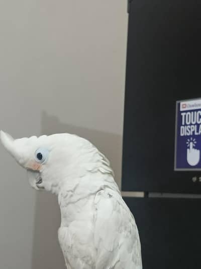 gofflin cockatoo