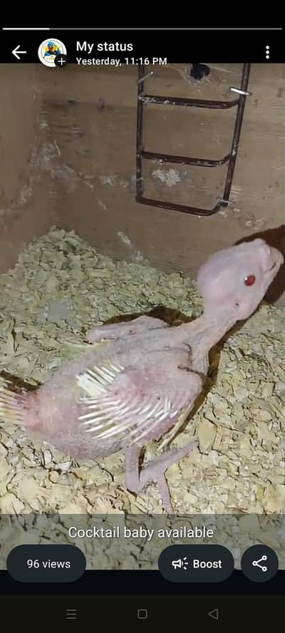 cocktail baby