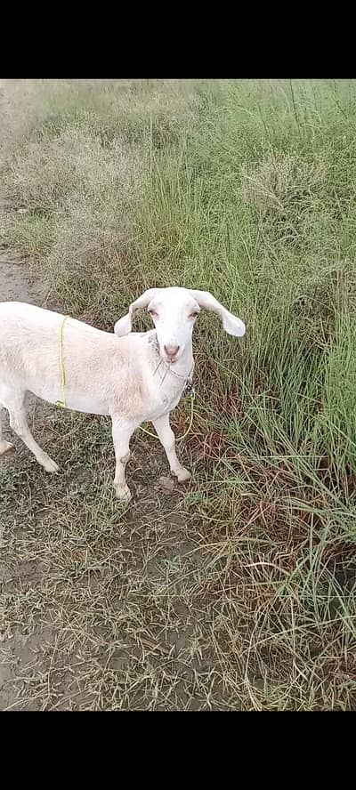 Bakri for sale