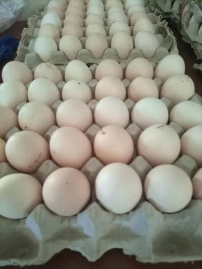 Desi Eggs Available
