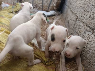 pure kohty gultair puppies for sale
