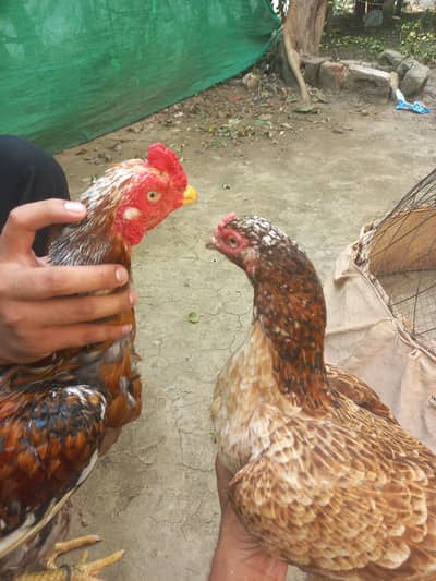cheena aseel with pelli madi