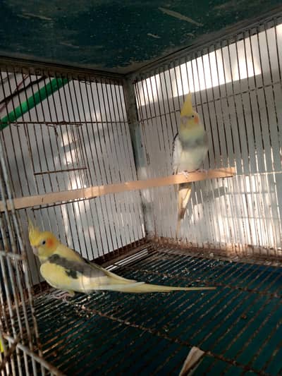 Cocktail Pair+chicks for sale