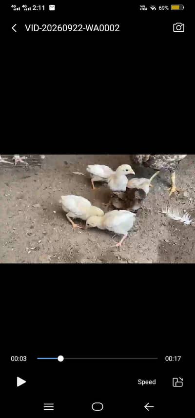 white Heera and yellow aseel chick's available on reasonable price