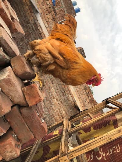 Golden buff male  breeders active