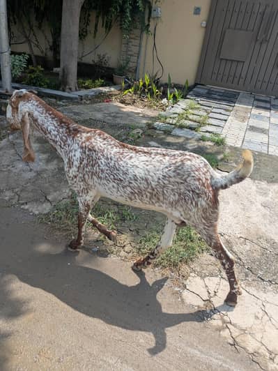 pure makhi cheeni nasal 1 month cross 6 daant beautiful goat