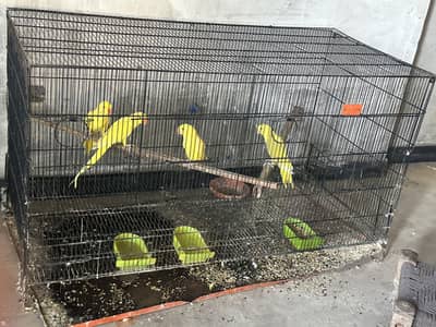 Cags boxes bird