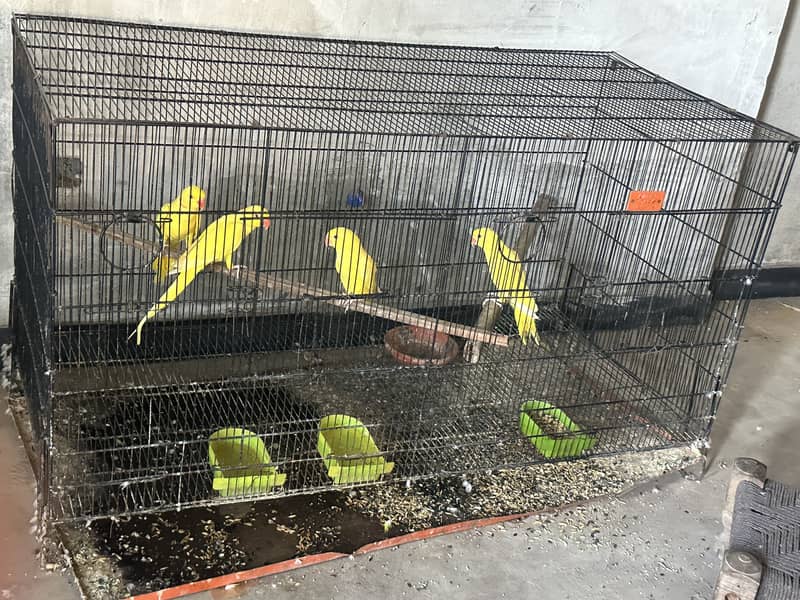 Cags boxes bird 0