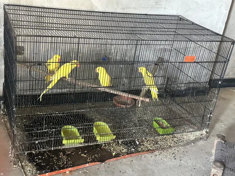 Cags boxes bird