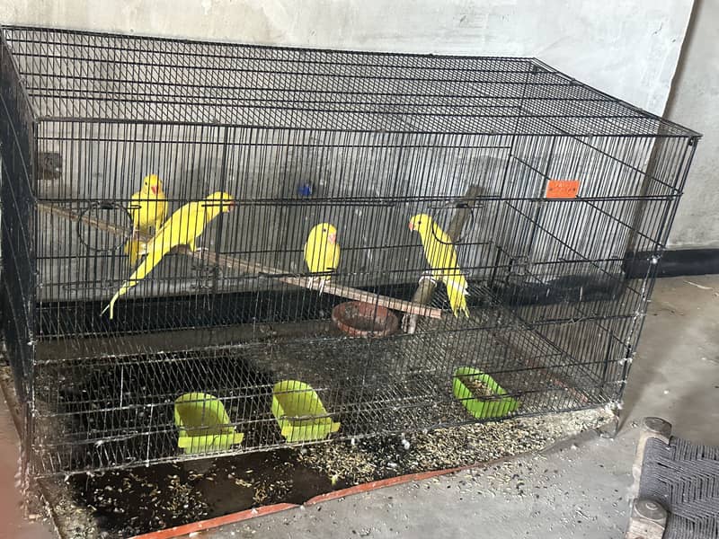 Cags boxes bird 1
