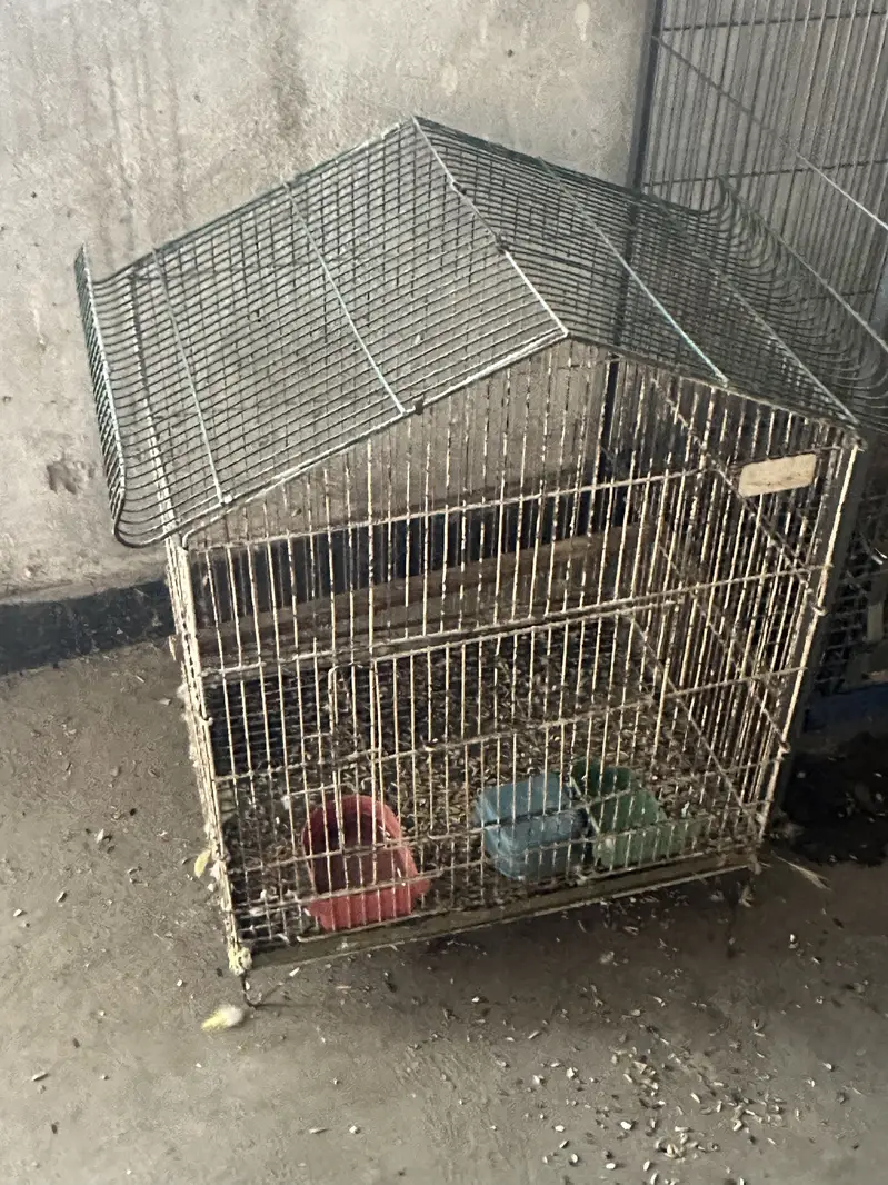 Cags boxes bird — photo 3