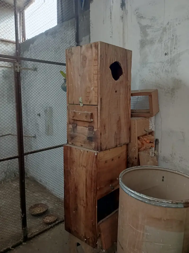 Cags boxes bird — photo 4