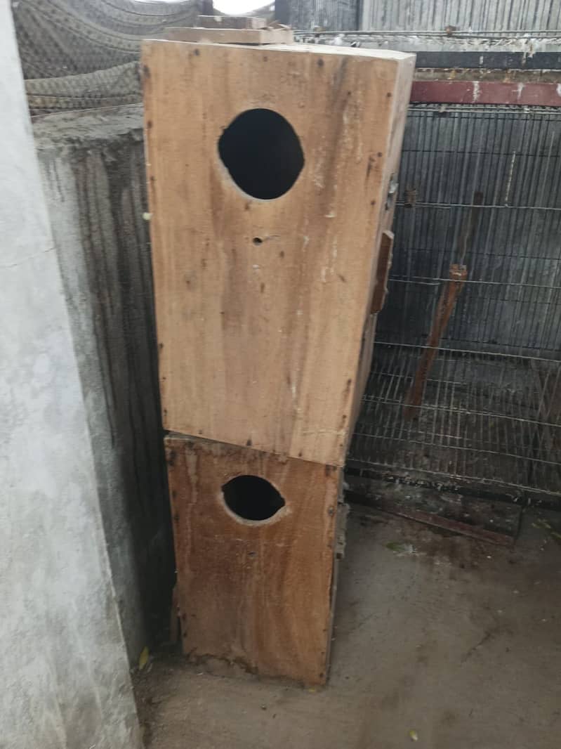 Cags boxes bird 4