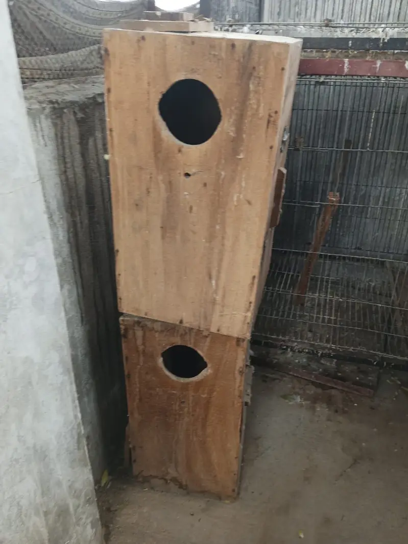 Cags boxes bird — photo 5