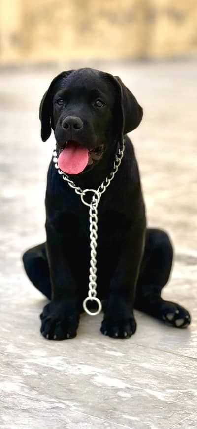 Black Labrador Retriever – KCP Pedigree | Champion Bloodline | Labra