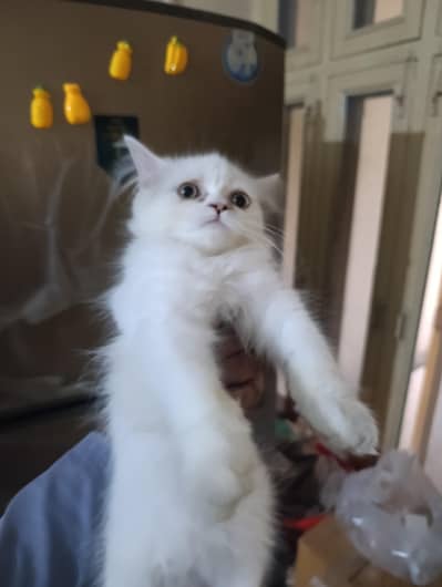 Persian triple clotted kitten