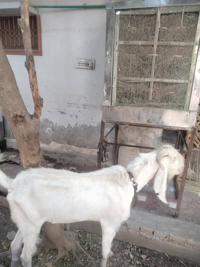 age 2 year for sale