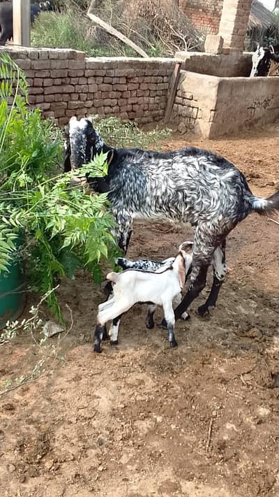 MASH ALLAH bcho Wali Bkri for sale Sath AK male AK female achi hight h