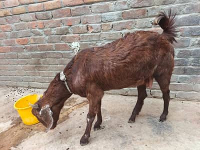 Bakri for sale Goat for sale