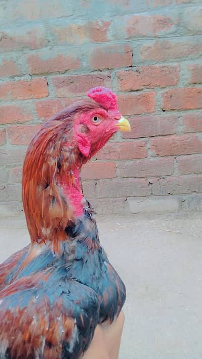 Pakistani aseel achi quality ka