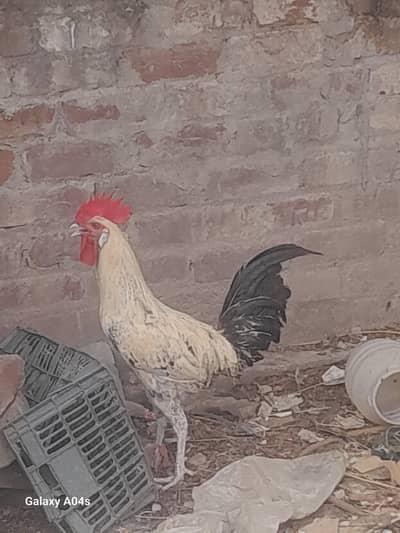 hen b