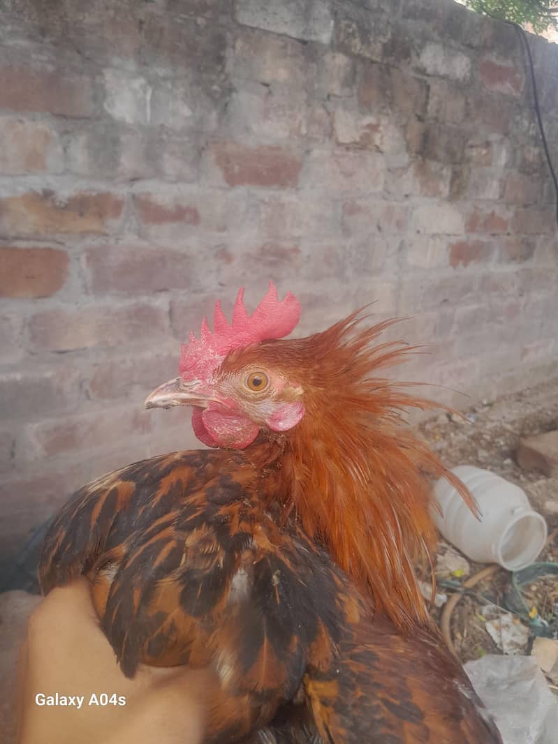 hen b 1