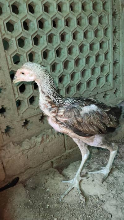 Aseel Chicks