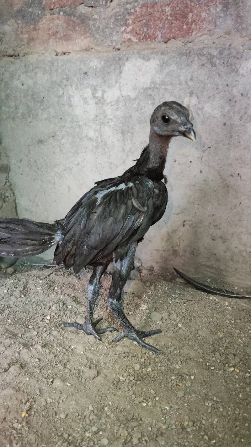 Aseel Chicks 2