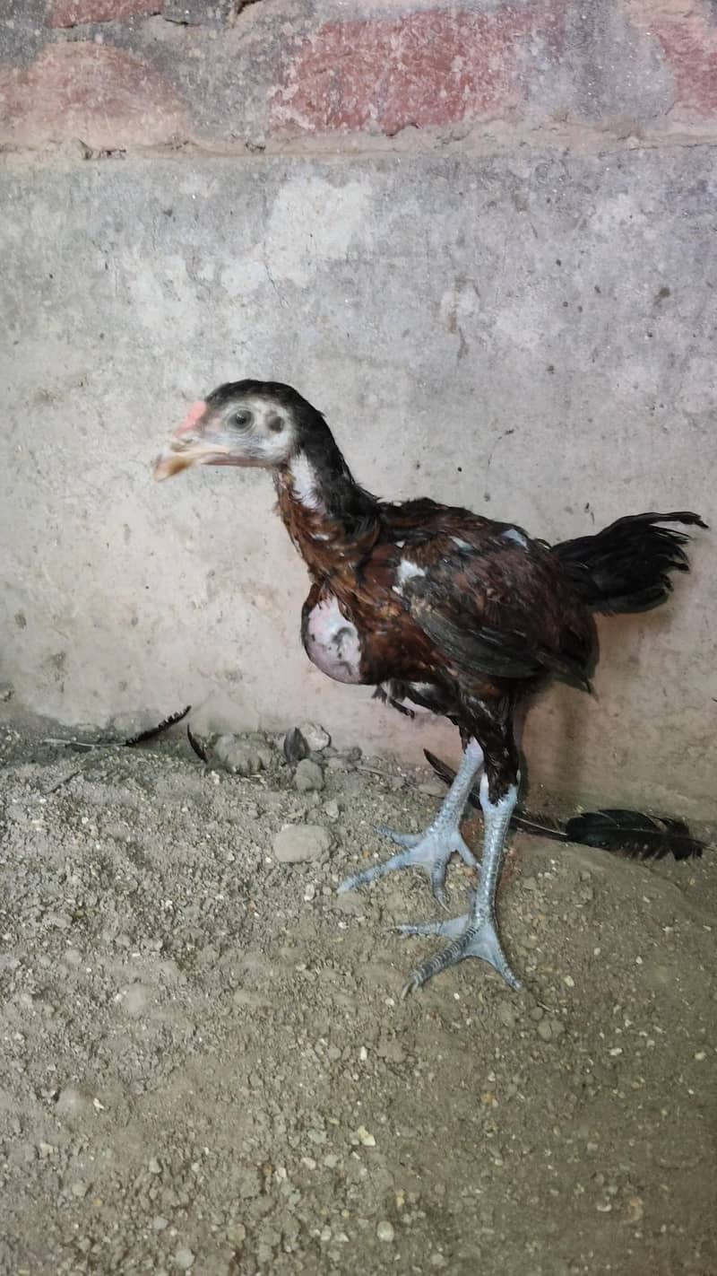 Aseel Chicks 4
