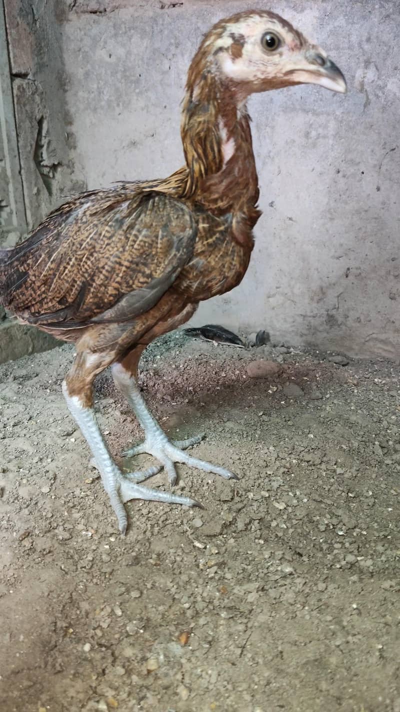 Aseel Chicks 5