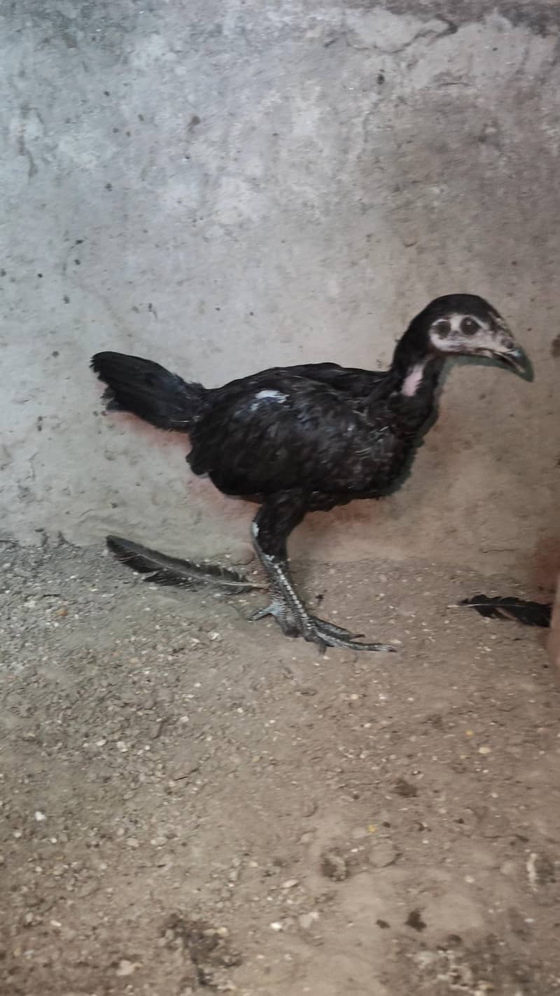 Aseel Chicks 6