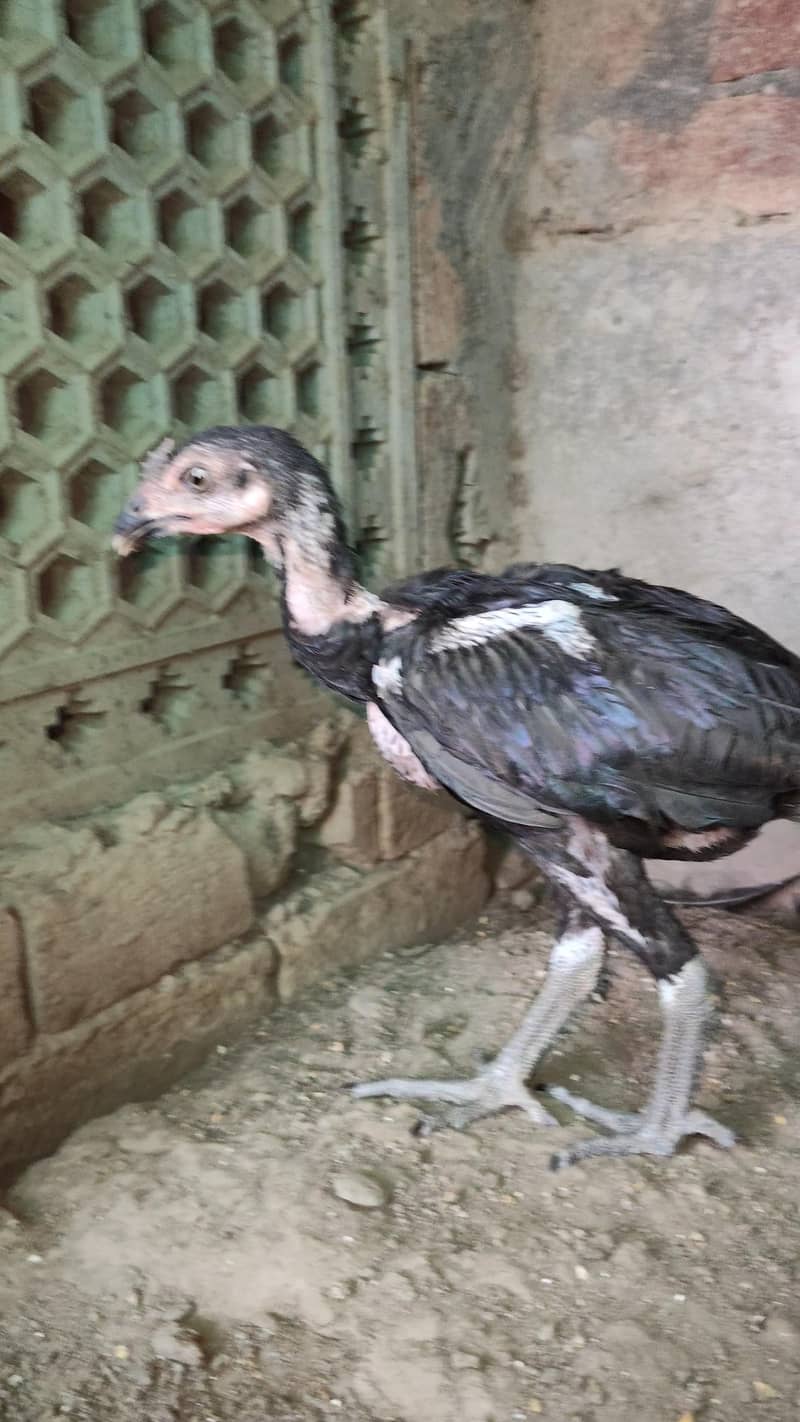 Aseel Chicks 7