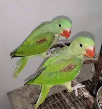 Kashmiri Raw Chick Pair